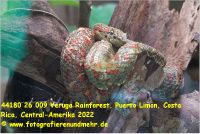 44180 26 009 Veruga Rainforest, Puerto Limon, Costa Rica, Central-Amerika 2022.jpg